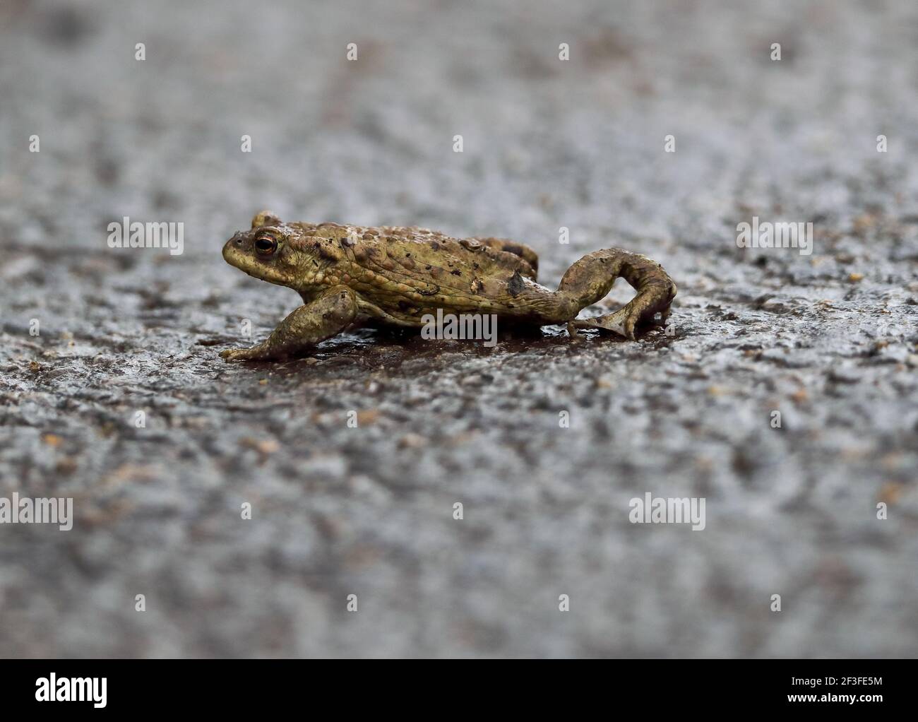 Common Toad ( Bufo bufo) Stock Photo
