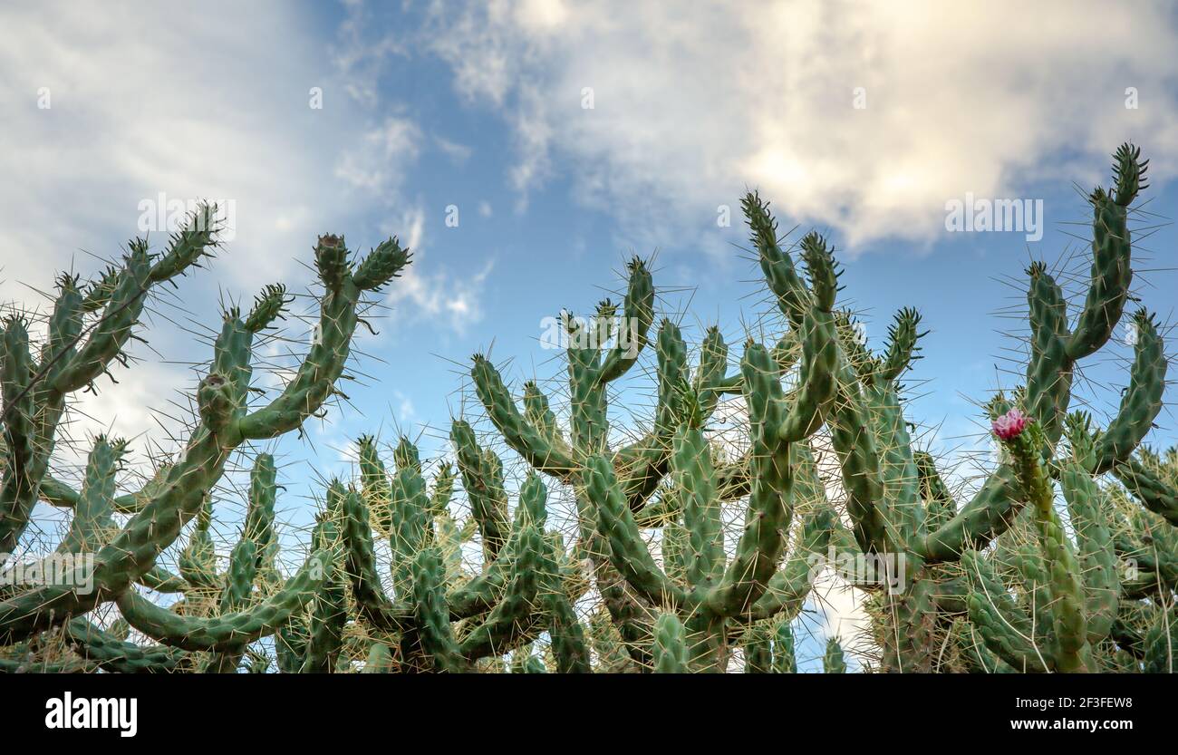 Cactus plant in the Tabernas desert Andalusia Spain Stock Photo