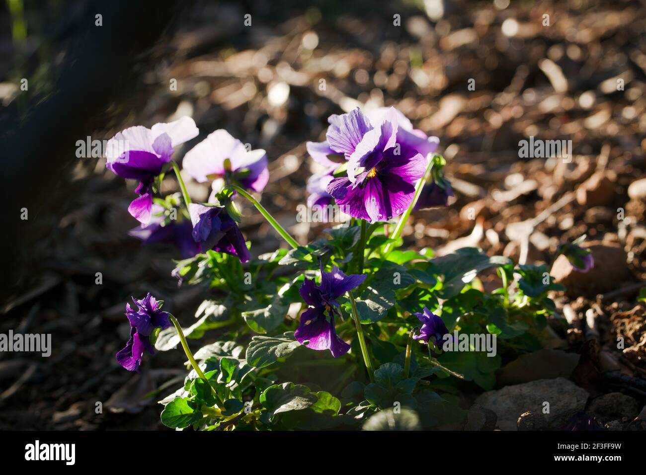 Violet and purple horn pansy (Viola cornuta) lit by a ray of sunlight under an oak tree Stock Photo