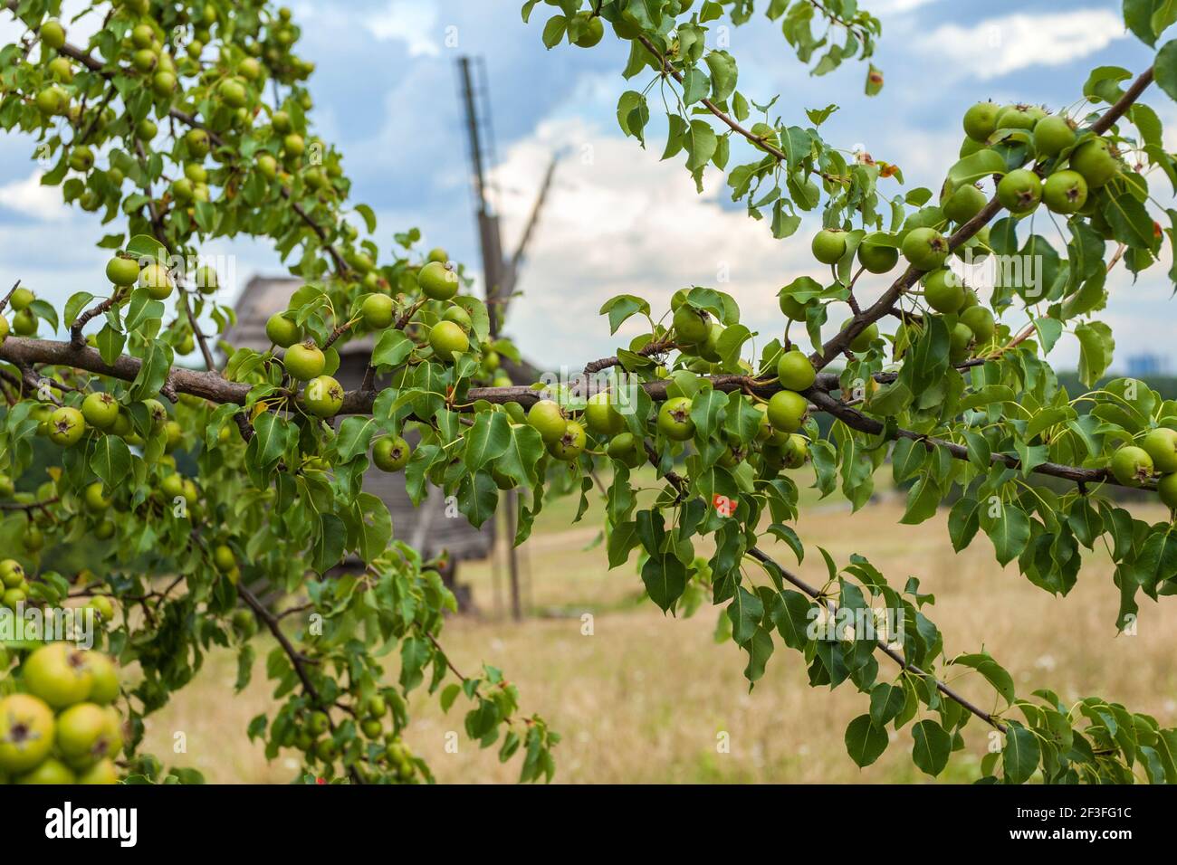 Branches of an apple tree on the background of an old wooden mill Stock Photo