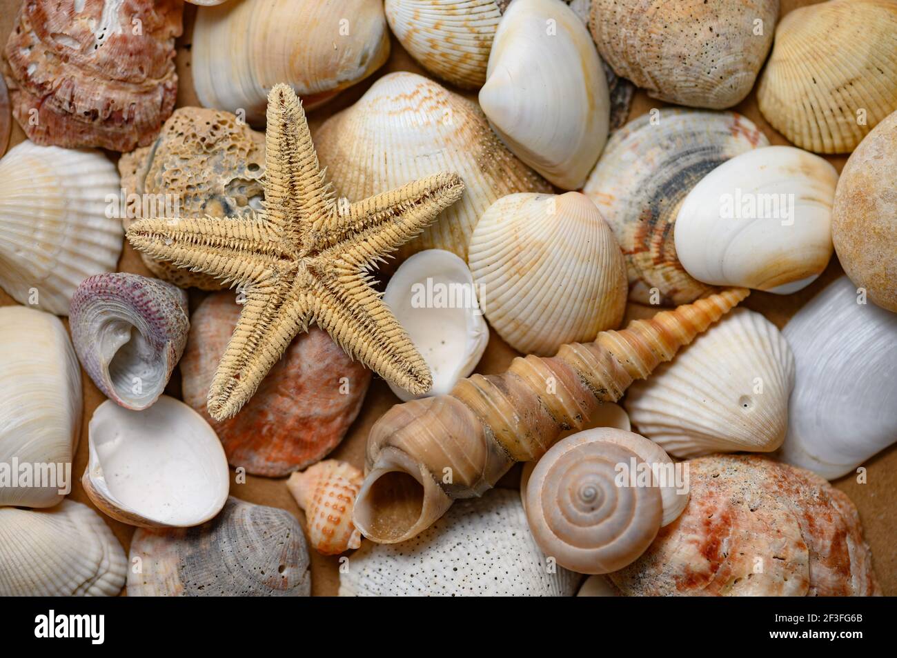 Starfish, seashells and pebbles as decorations on table near white brick  wall Stock Photo - Alamy