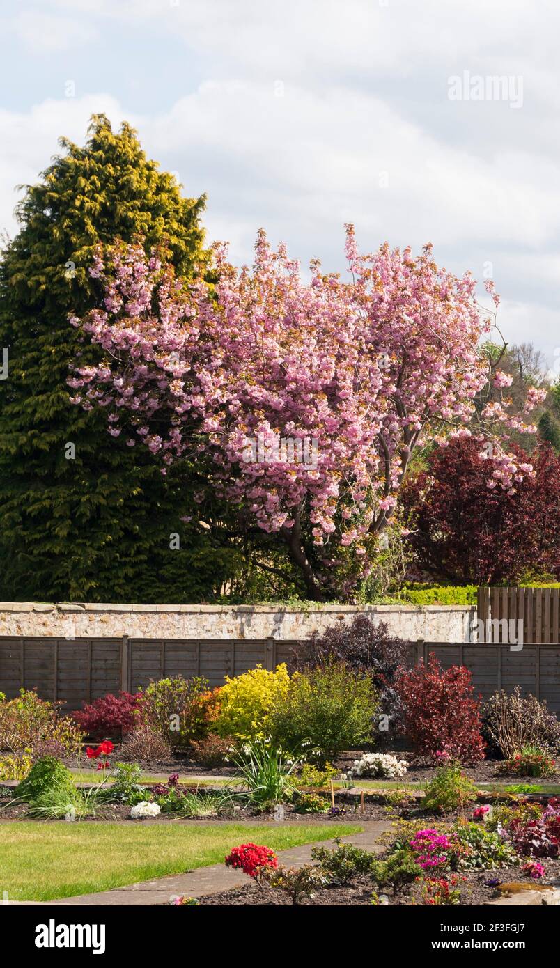 Flowering cherry in a Scottish garden Stock Photo