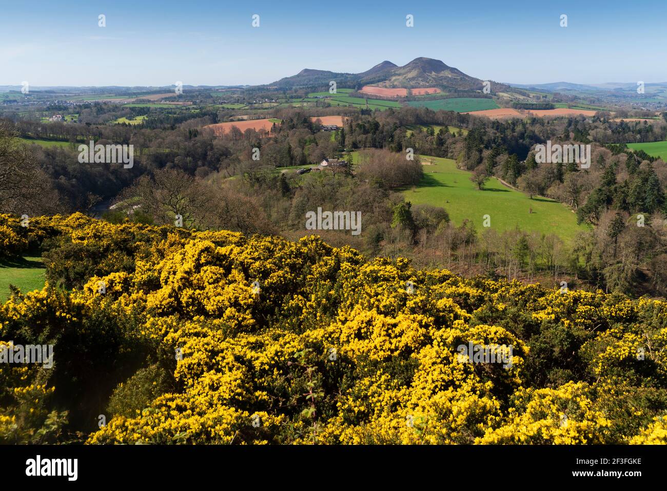Melrose eildon hills gorse mountain hi-res stock photography and images ...