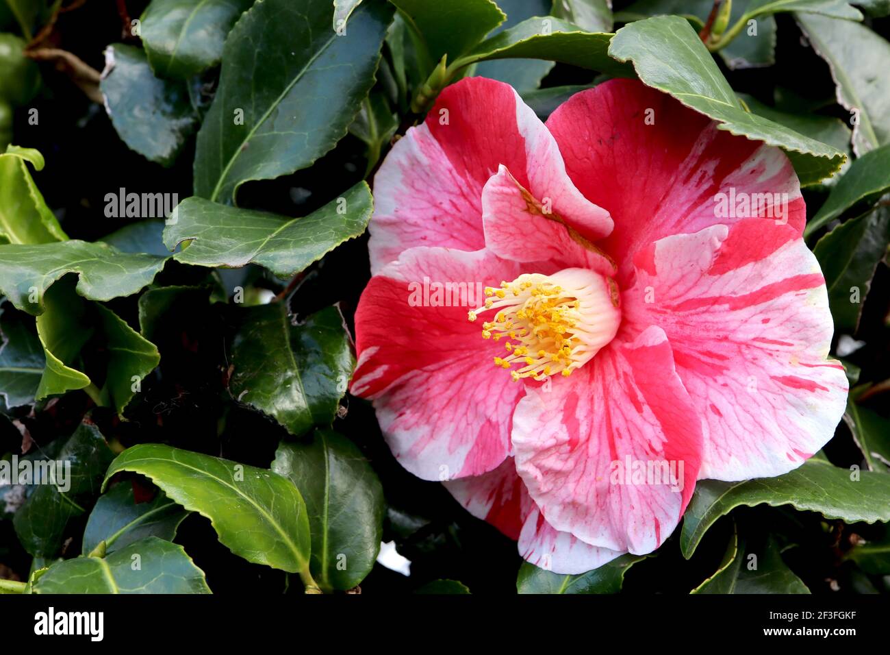 Camellia japonica ‘Tricolor Superba’ Camellia Tricolor Superba – pink flowers with red blotches and white streaks,  March, England, UK Stock Photo