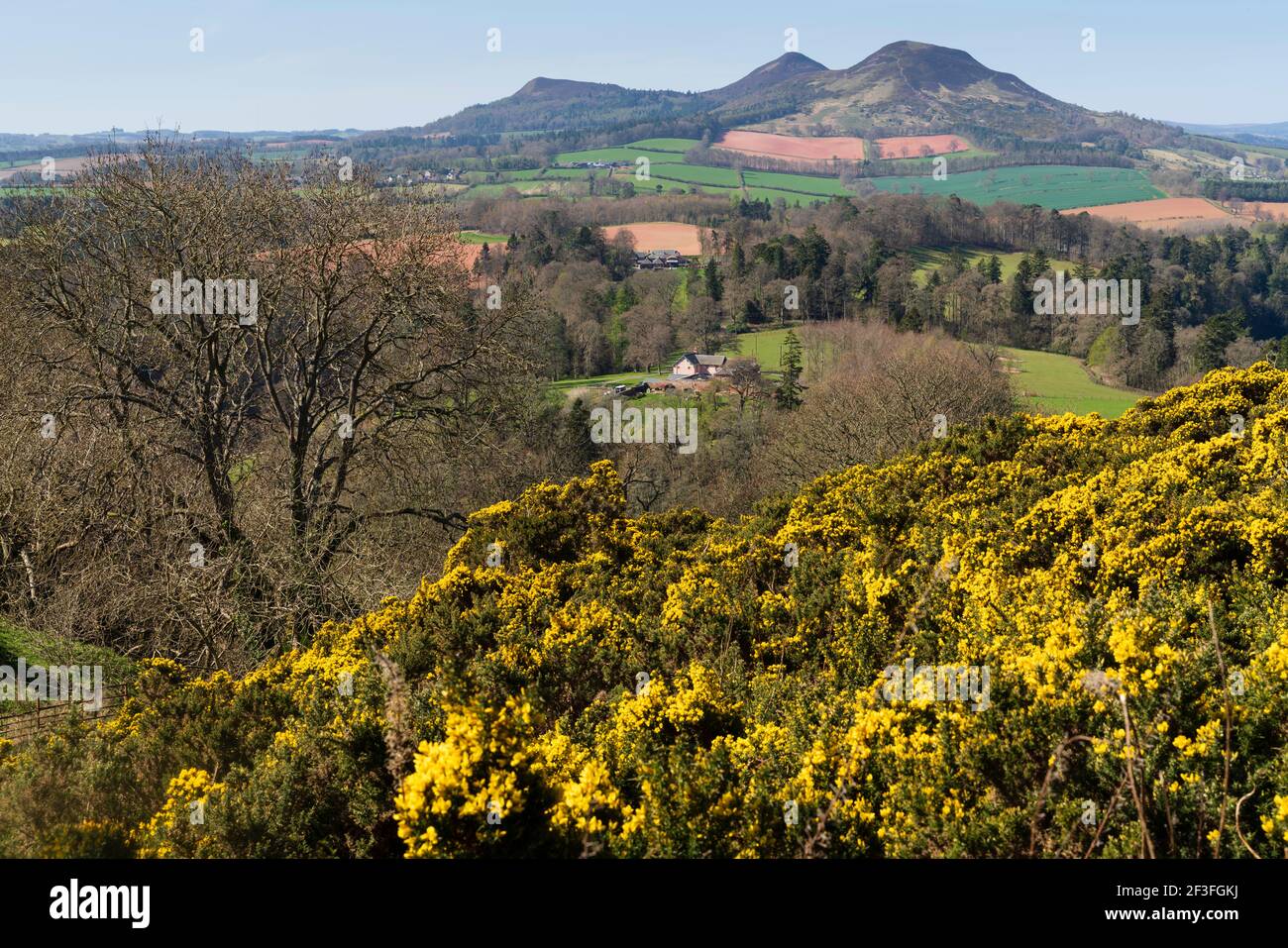 Melrose eildon hills gorse mountain hi-res stock photography and images ...