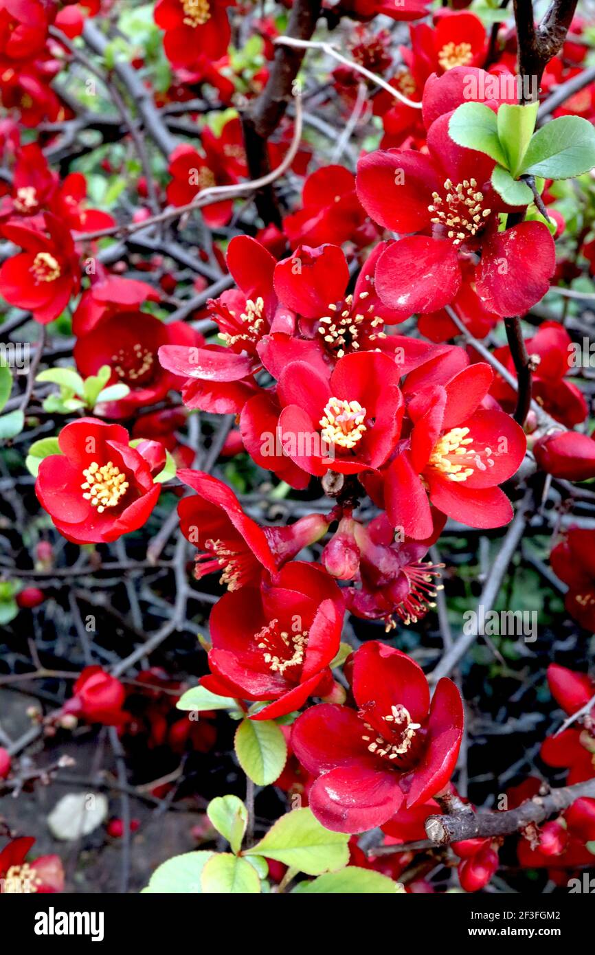 Ornamental Quince High Resolution Stock Photography And Images Alamy