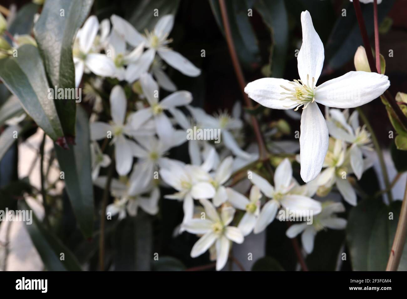 Clematis armandii ‘Snowdrift’ Armand clematis climbing plant with