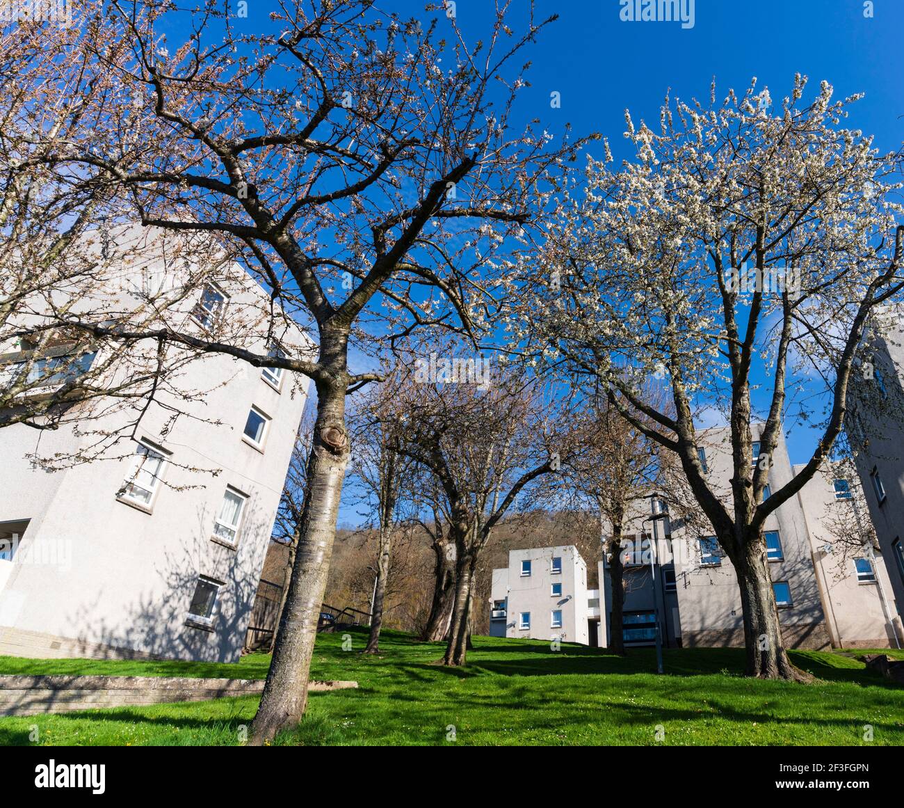 1960s social housing at Langlee in Galashiels, the largest town in the
