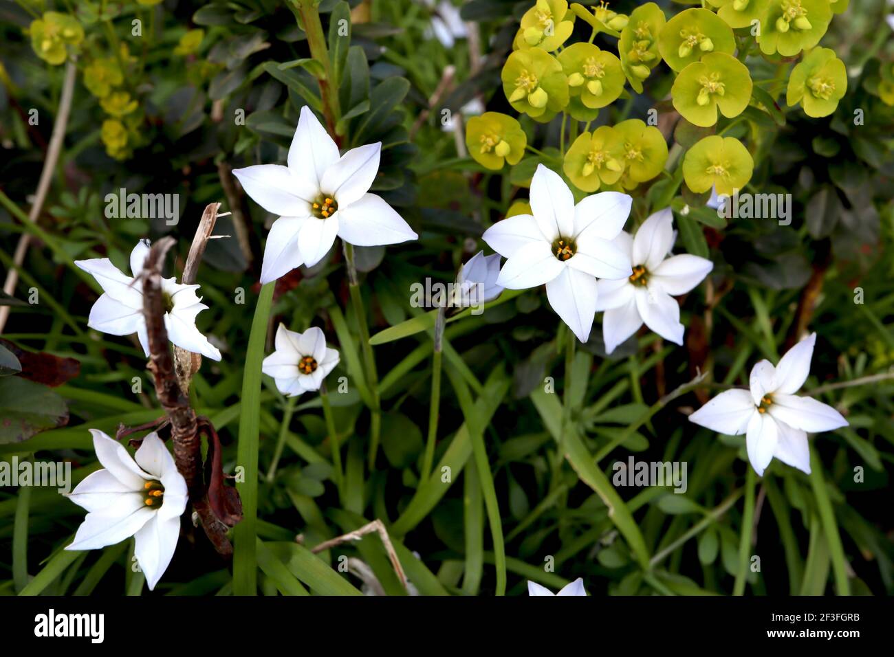 White Star Shaped Flowers High Resolution Stock Photography and Images