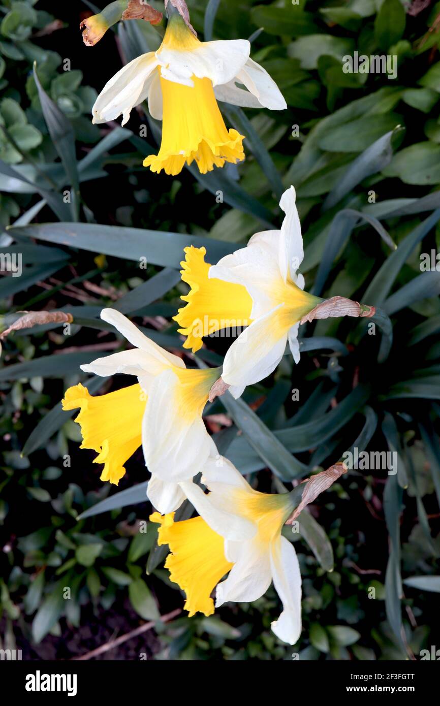 Narcissus ‘Topolino’ Division 1 Trumpet Daffodils  Topolino daffodil - white petals with large golden yellow frilled cup, March, England, UK Stock Photo