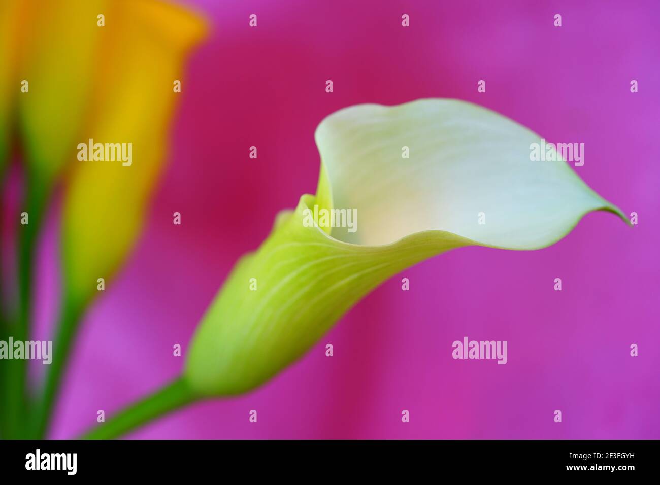 White and yellow calla lily flowers (Zantedeschia Stock Photo Alamy