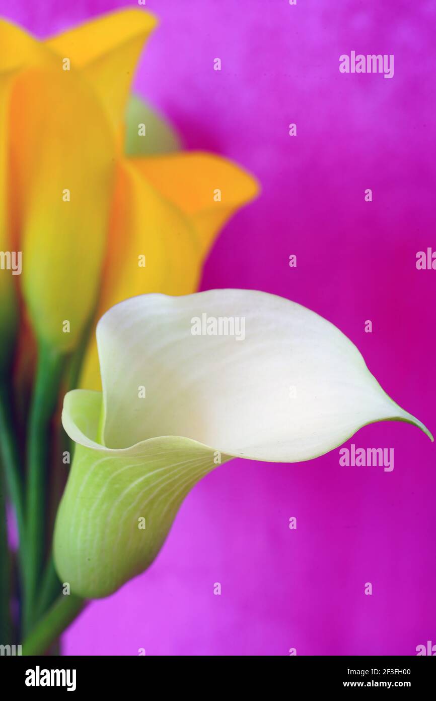 White and yellow calla lily flowers (Zantedeschia Stock Photo Alamy