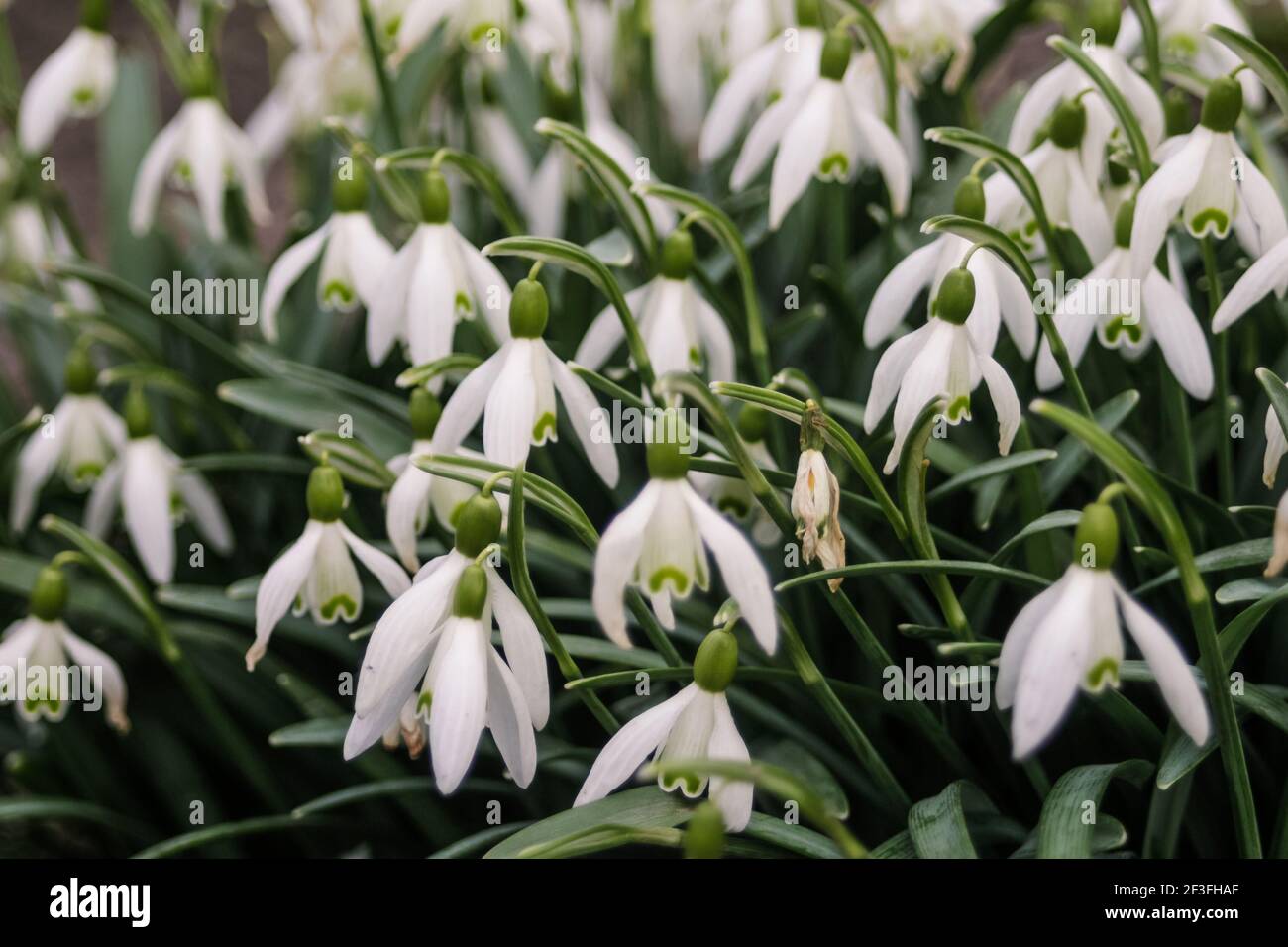 White spring flowers snowdrops grow, background Among the beautiful snowdrops, there is one ugly one It symbolizes old age or disease due to a virus Stock Photo