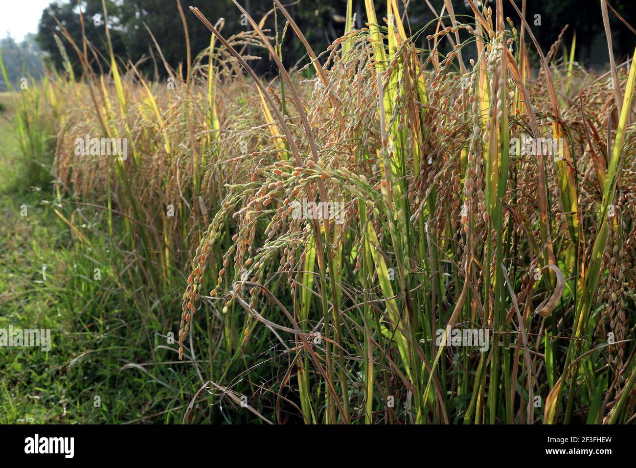 A golden color bend paddy on paddy field in Sri lanka Stock Photo - Alamy