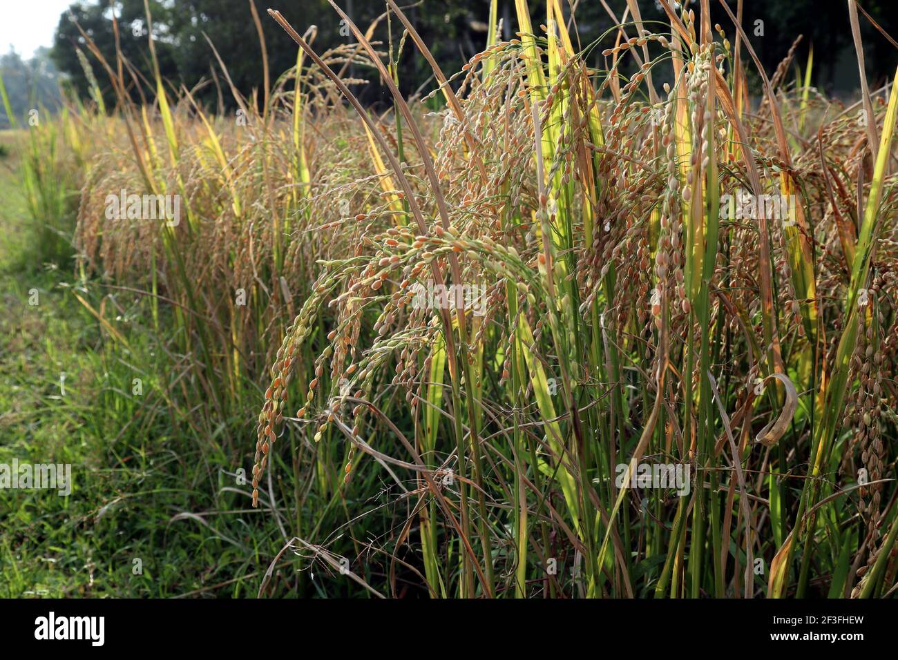 A golden color bend paddy on paddy field in Sri lanka Stock Photo