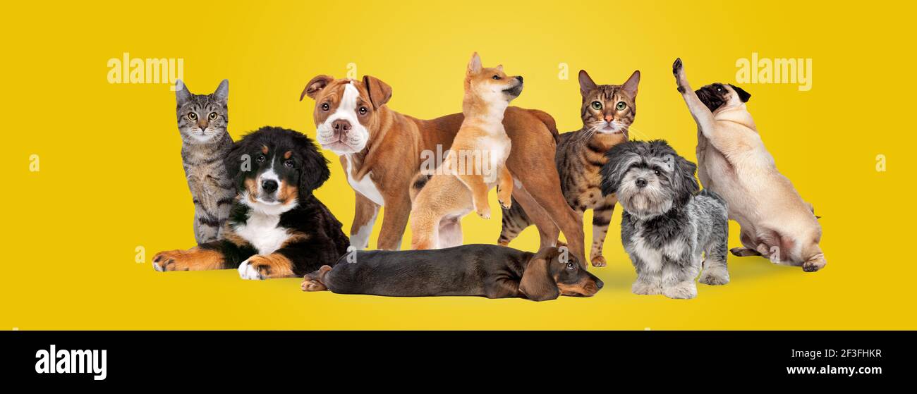 group of eight cats and dogs isolated on a yellow background Stock Photo