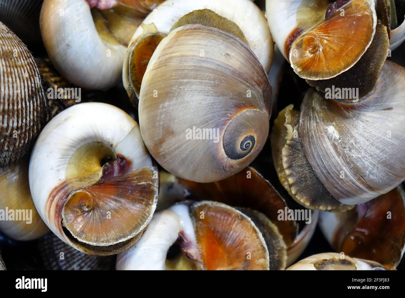 Filled frame of a shelled escargot seafood in select focus Stock Photo