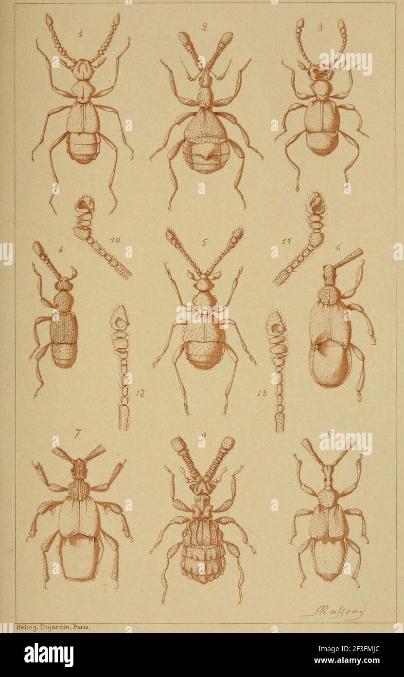 Pselaphidae. Stock Photo