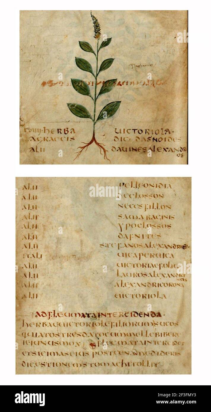 Pseudo apuleius Cut Out Stock Images & Pictures Alamy