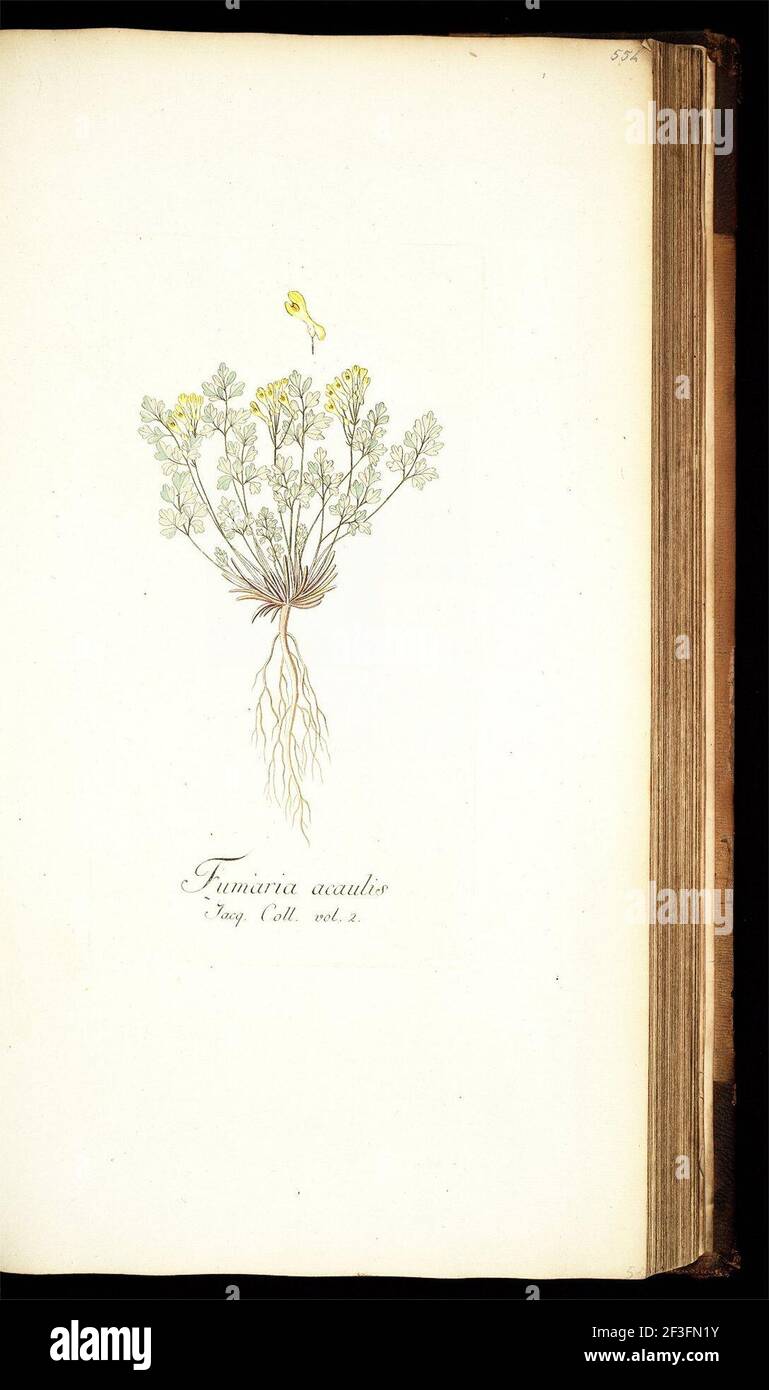 Pseudofumaria alba illustration (03). Stock Photo