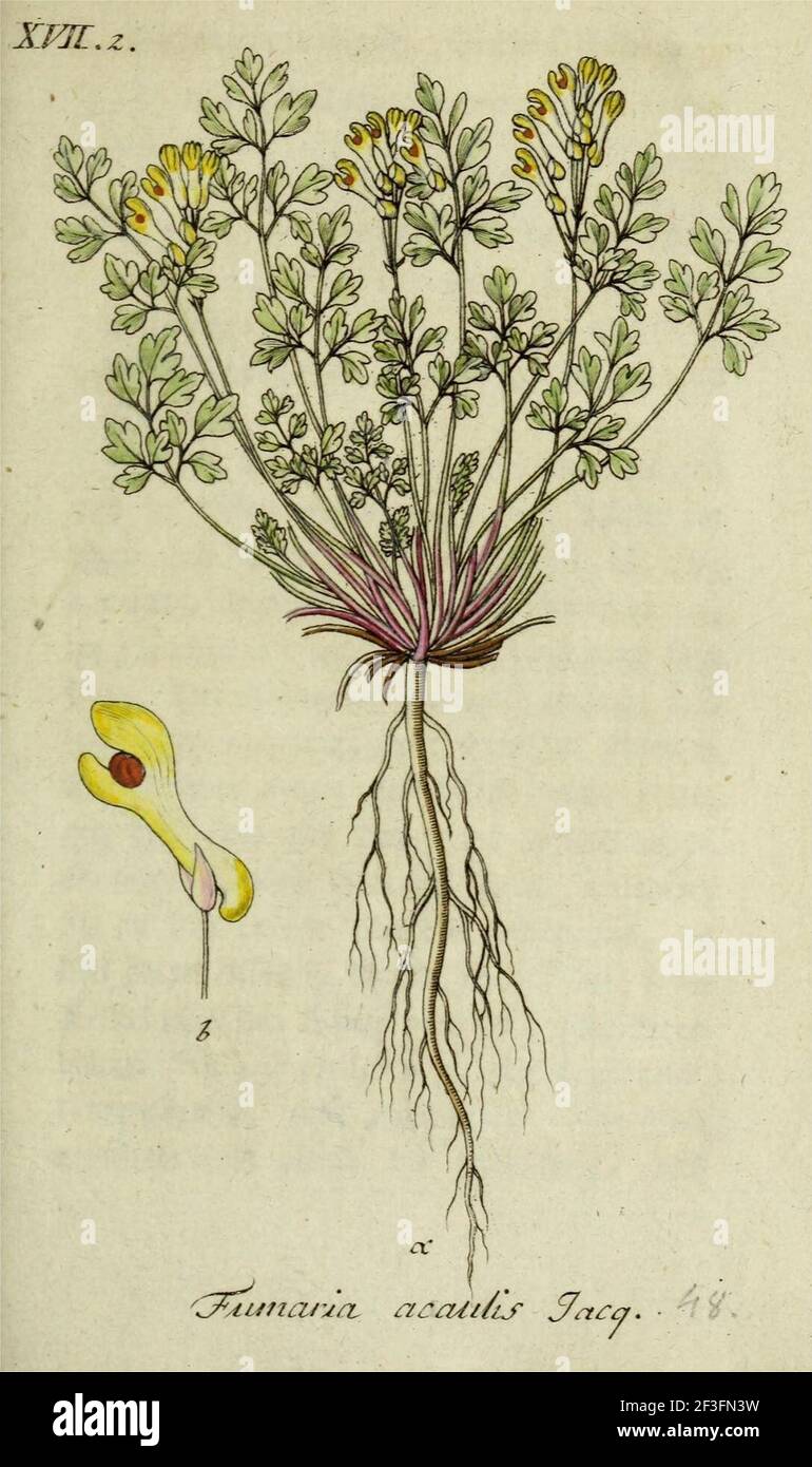 Pseudofumaria alba illustration (02). Stock Photo