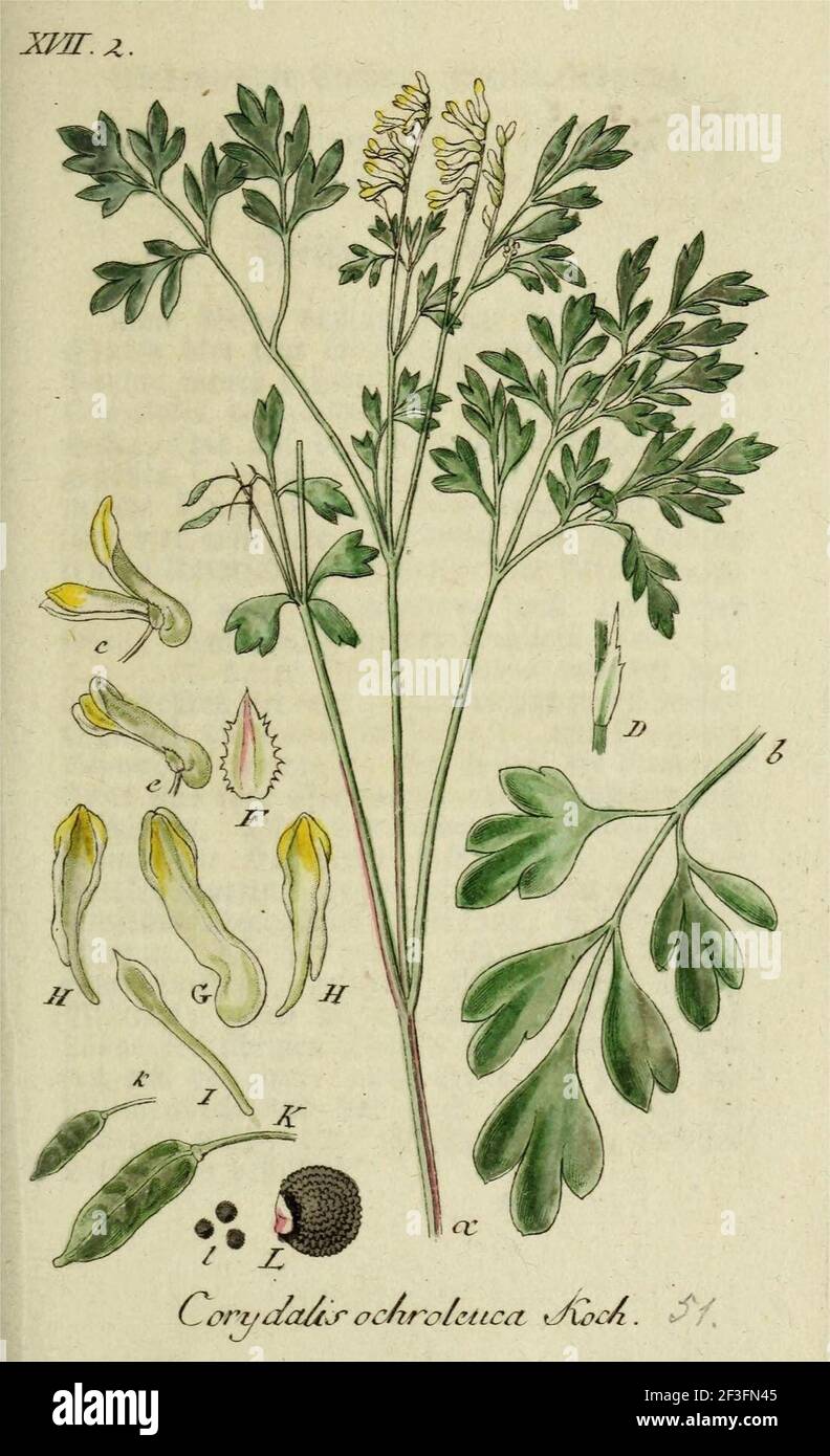 Pseudofumaria alba illustration (01). Stock Photo