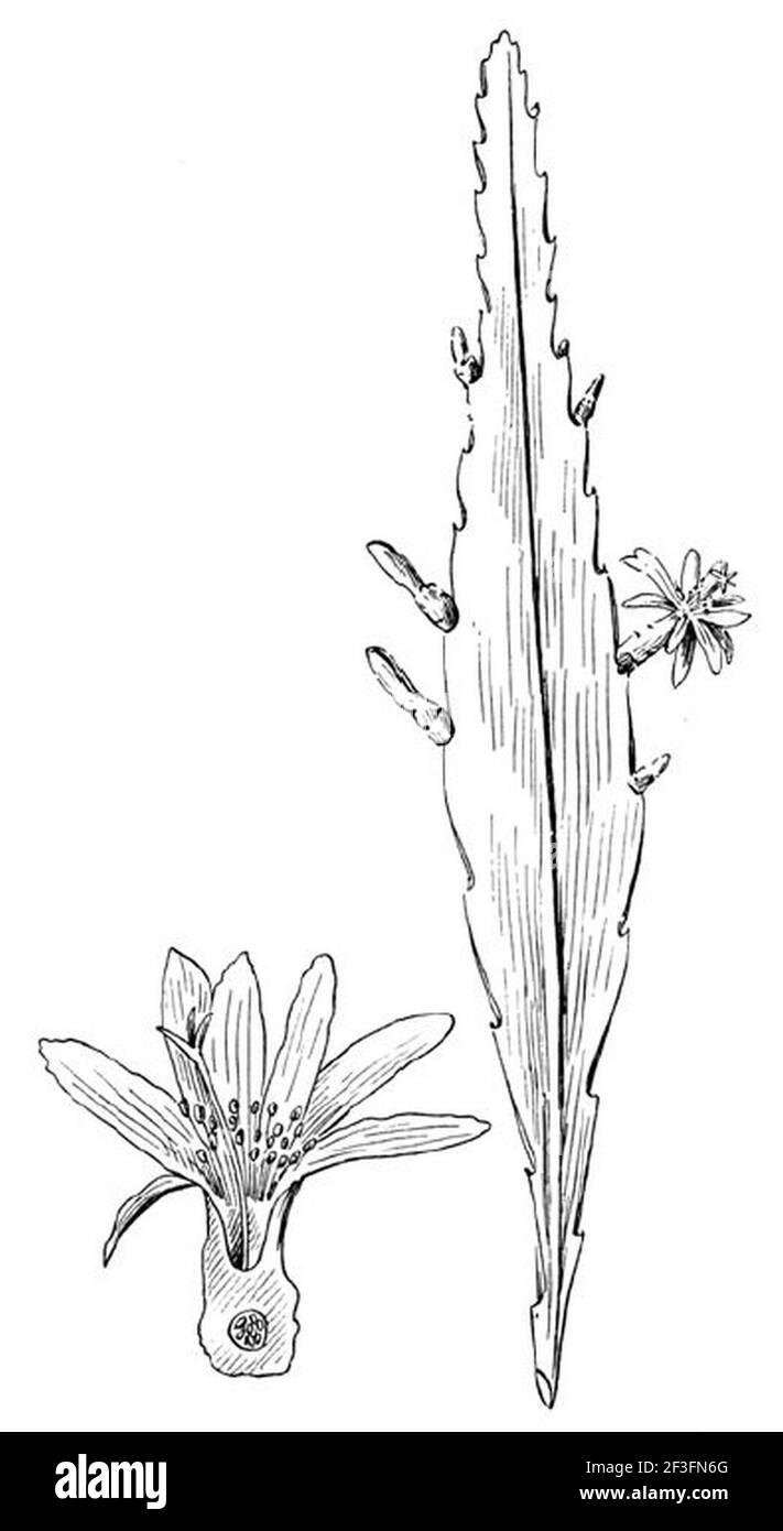 Pseudorhipsalis alata pencil. Stock Photo