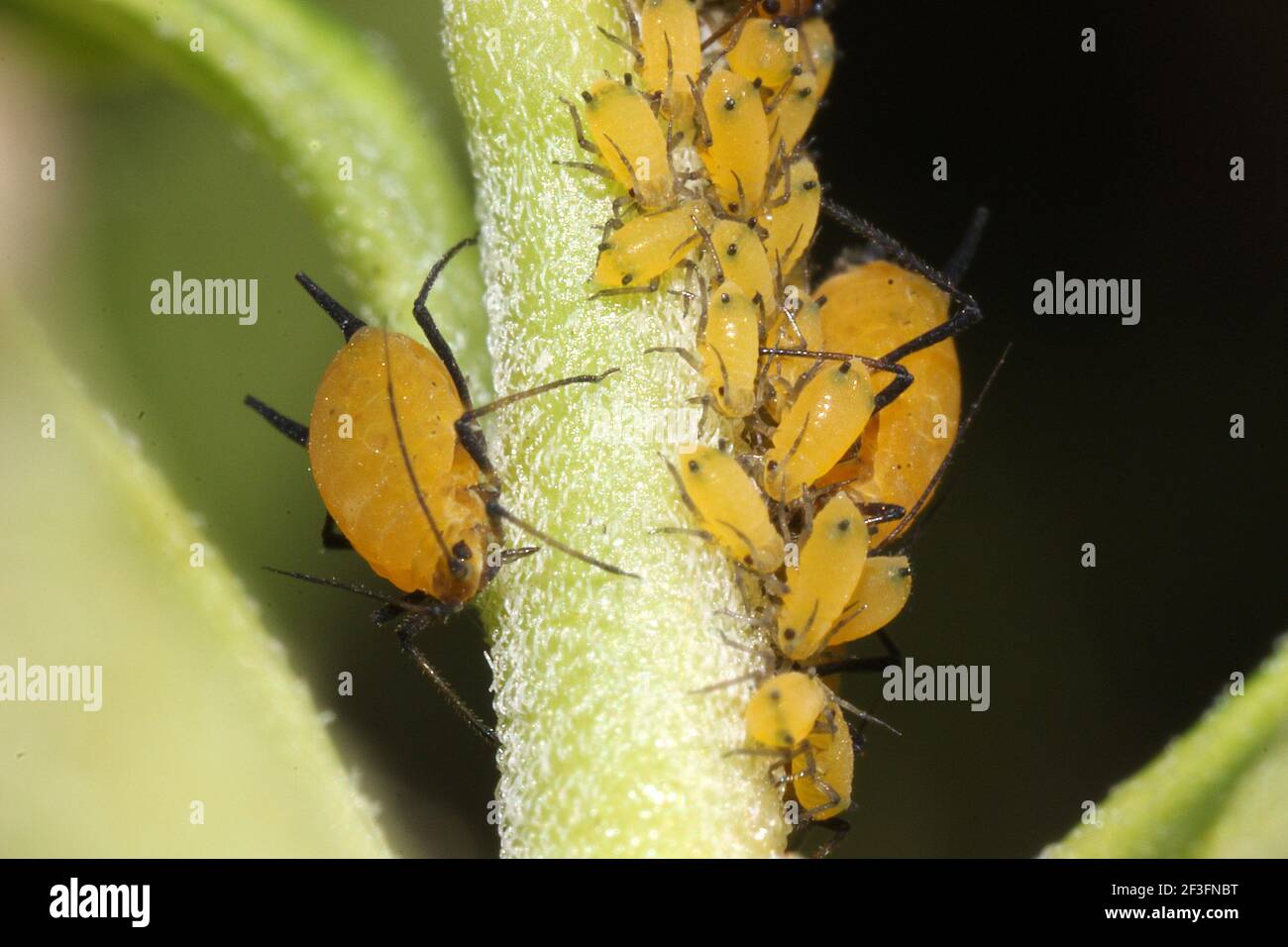 Oleander aphid (Aphis nerii Stock Photo - Alamy