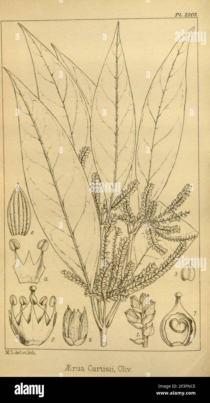 Psilotrichopsis curtisii as Aerva curtisii. Stock Photo