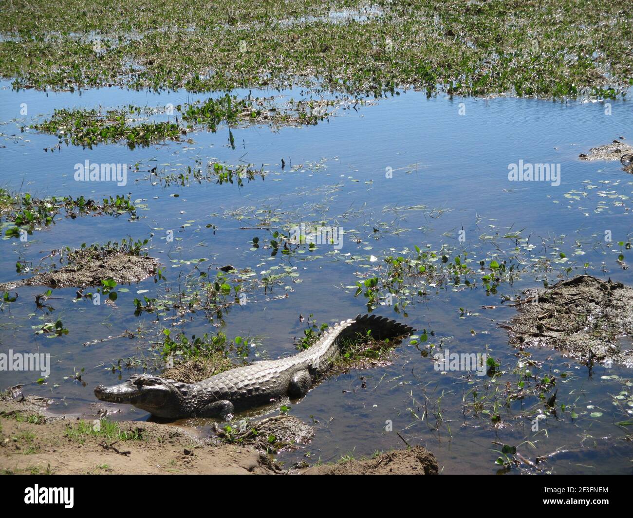 Alligator in The Iberá Wetlands National Park. Corrientes, Argentina