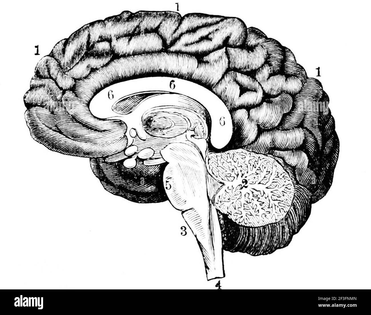 Human encephalon. Stock Photo