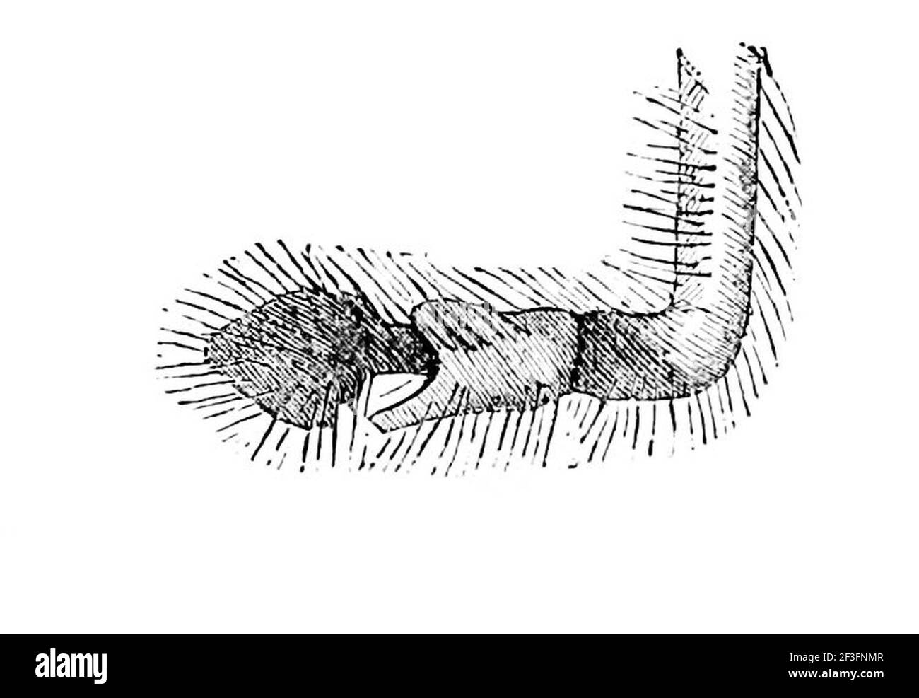 Spider Body Parts 3 Stock Photo Alamy spider-body-parts-3-stock-photo-alamy