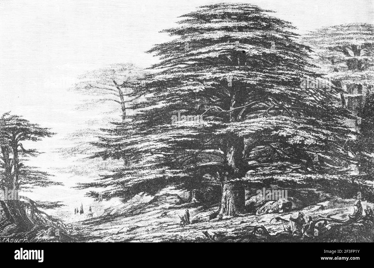 Cedar of lebanon Black and White Stock Photos & Images - Alamy