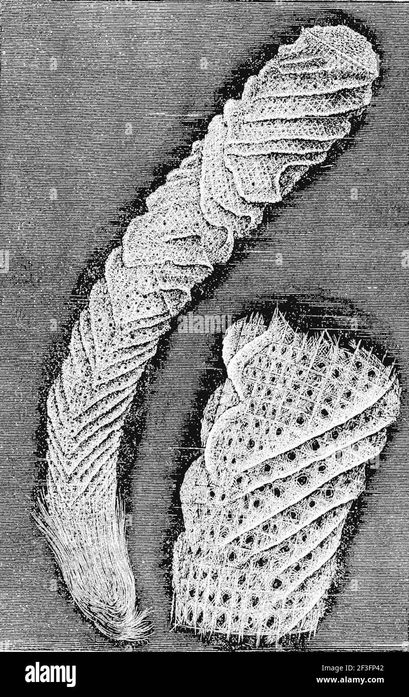 Venus flower basket Stock Photo Alamy