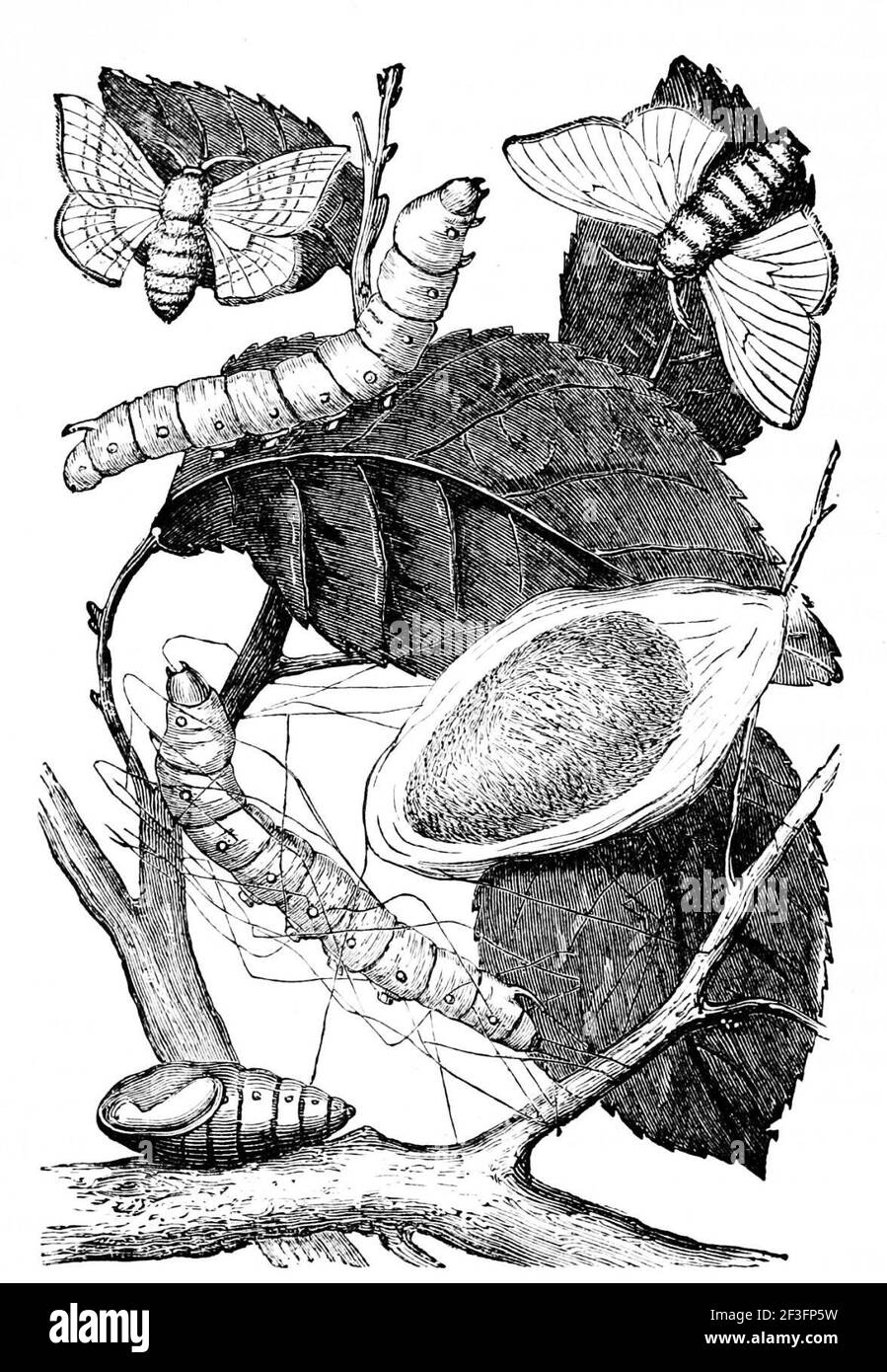 Stages of silk worm Stock Photo Alamy