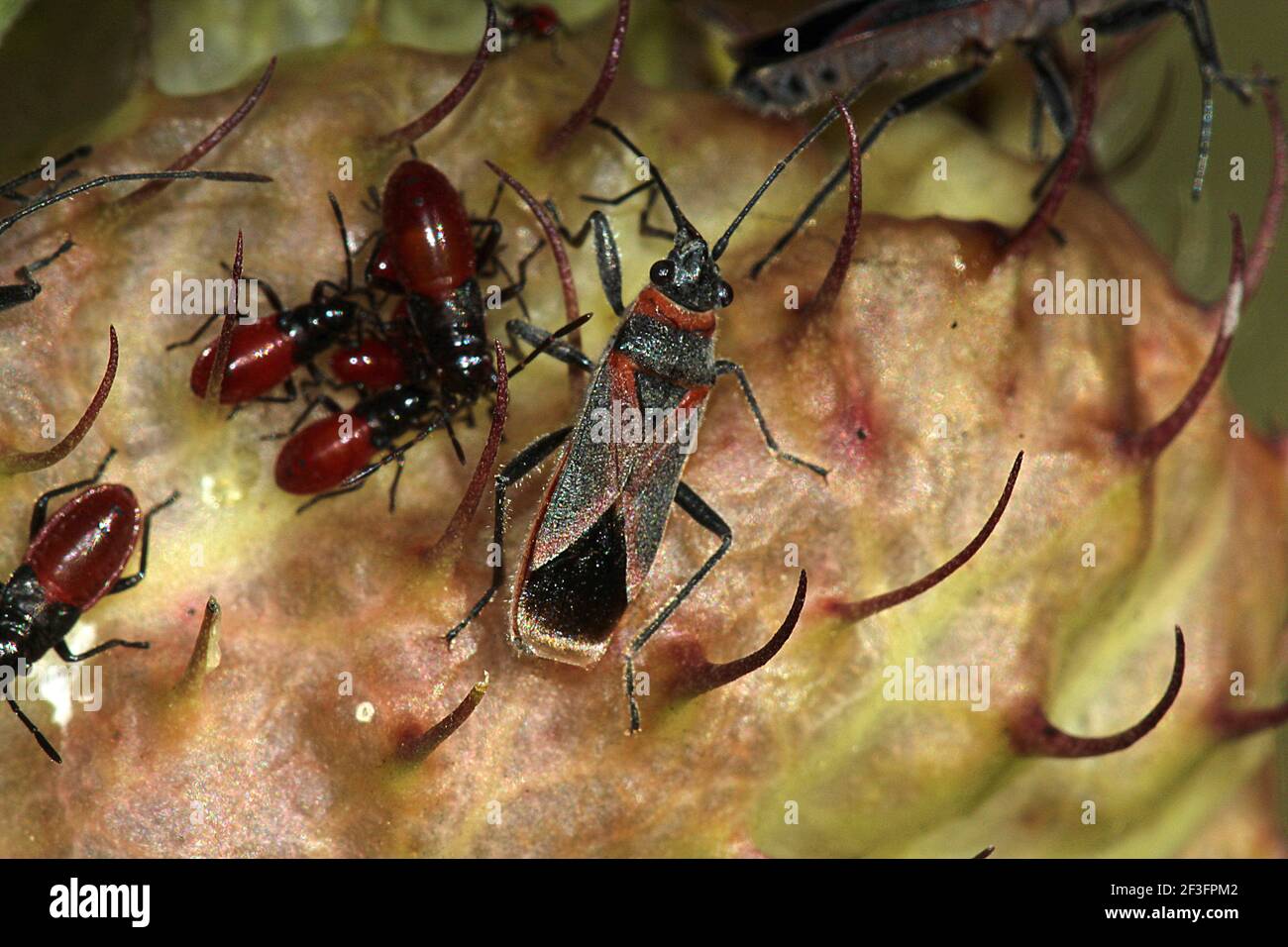 Swan plant seed bug (Arocatus rusticus) Stock Photo