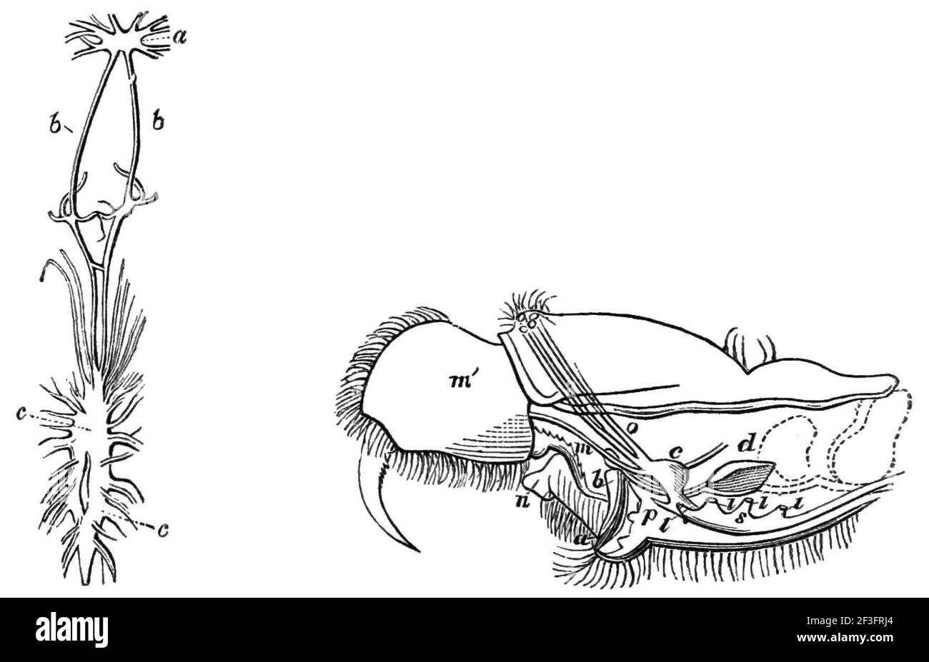 Nervous system of a crab and spider Stock Photo Alamy