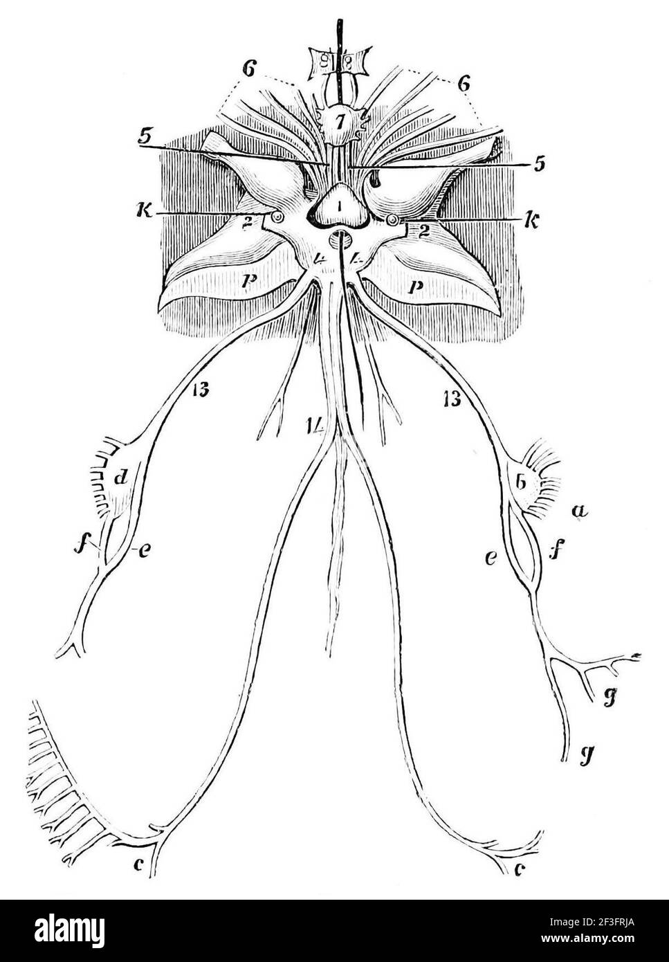 Nervous system of the cuttle fish Stock Photo Alamy