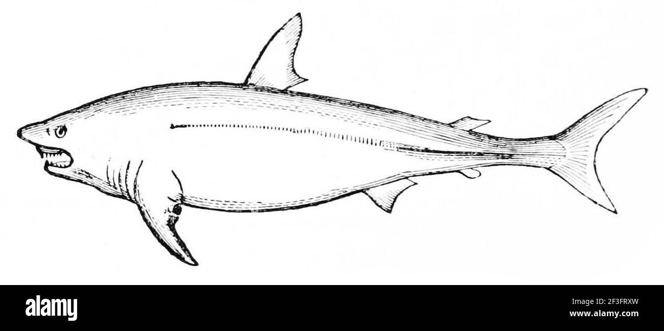 Mackerel shark Black and White Stock Photos & Images Alamy