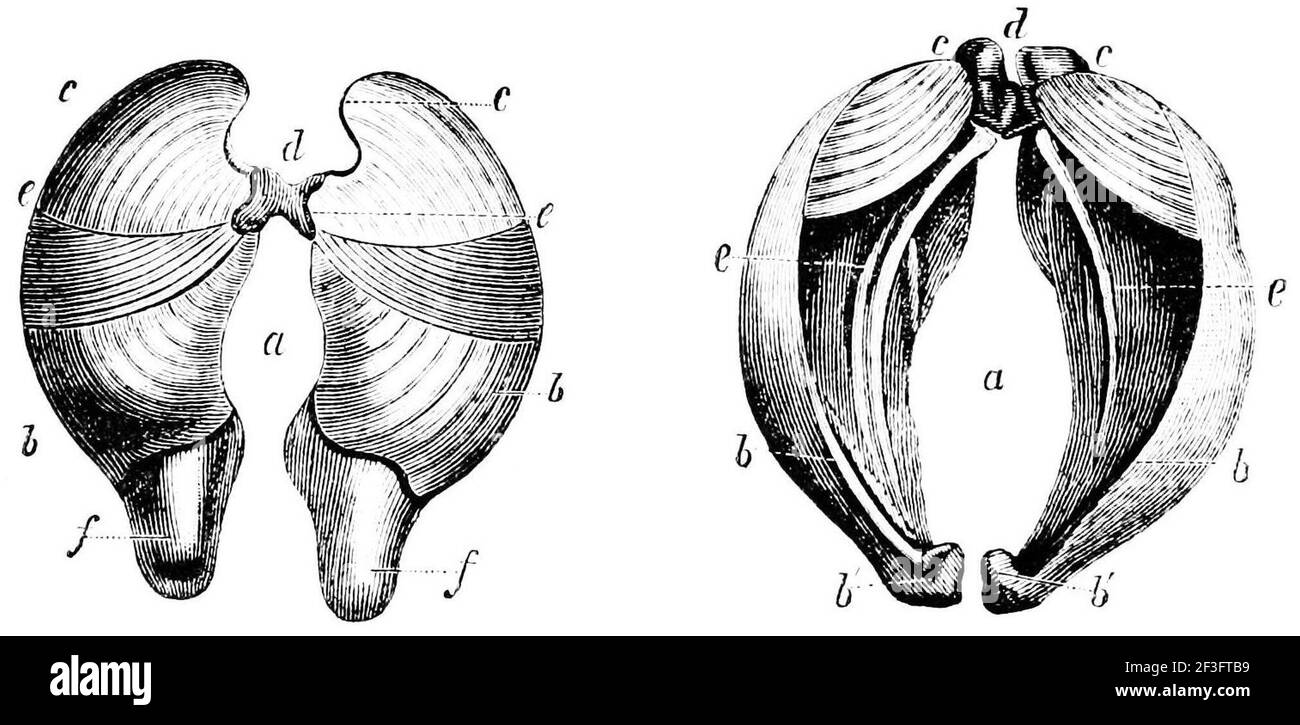 Teredo dorsal and posterior openings 1 Stock Photo Alamy