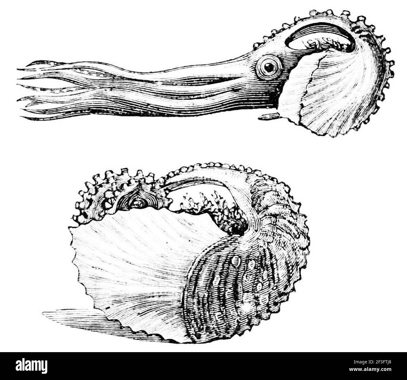 Paper nautilus hires stock photography and images Alamy