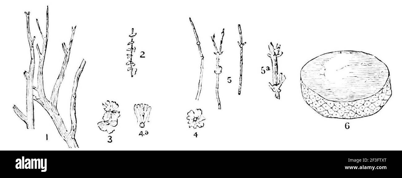 Primordial terrestrial plants. Stock Photo