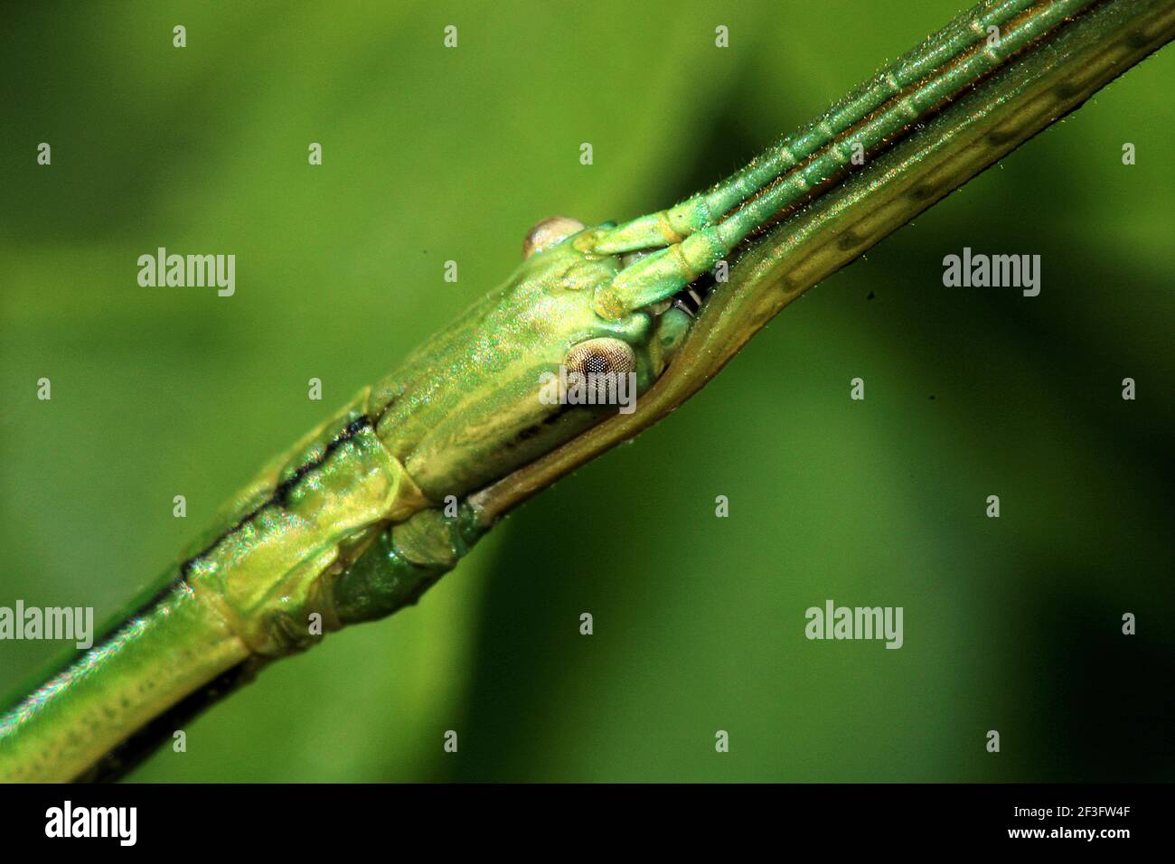 Smooth green stick insect (Clitarchus hookeri) on NZ spinach plant (Tetragonia) Stock Photo