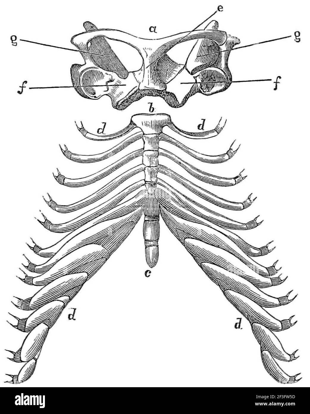 Shoulder and rib cage of the echidna. Stock Photo