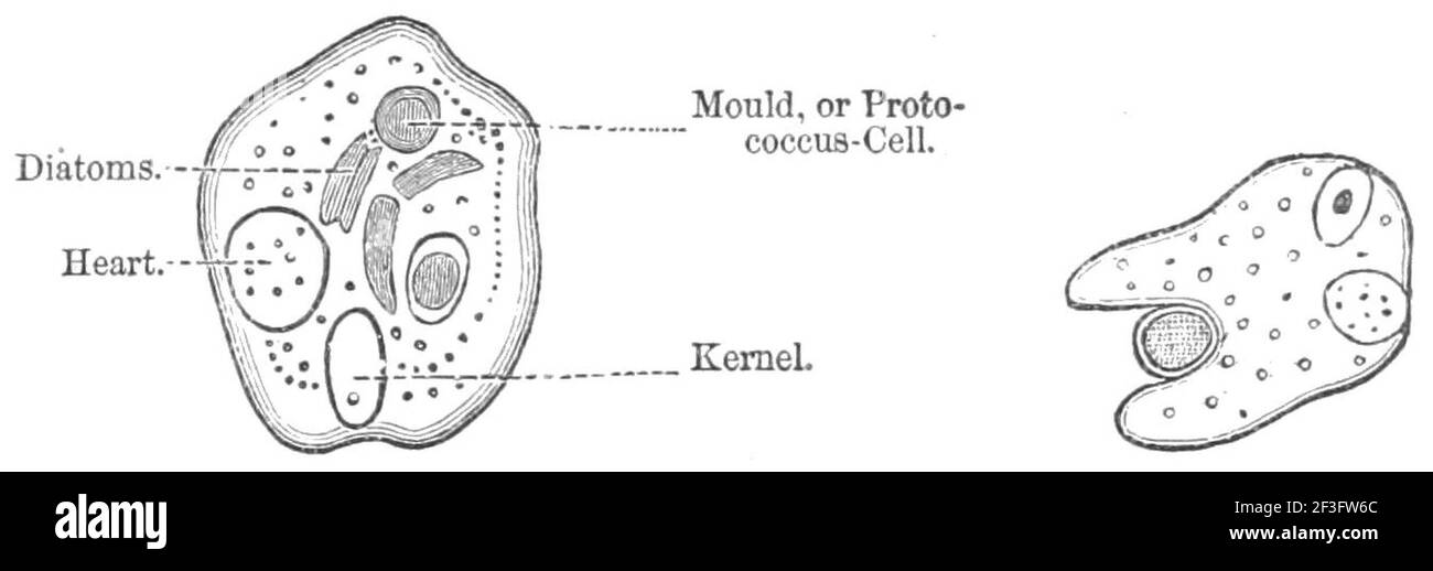 Pond amoeba digesting its food Stock Photo - Alamy
