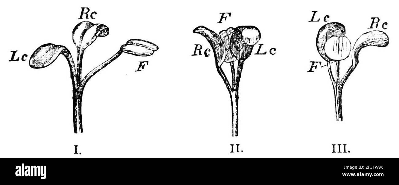 Trifolium strictum in diurnal and nocturnal state. Stock Photo