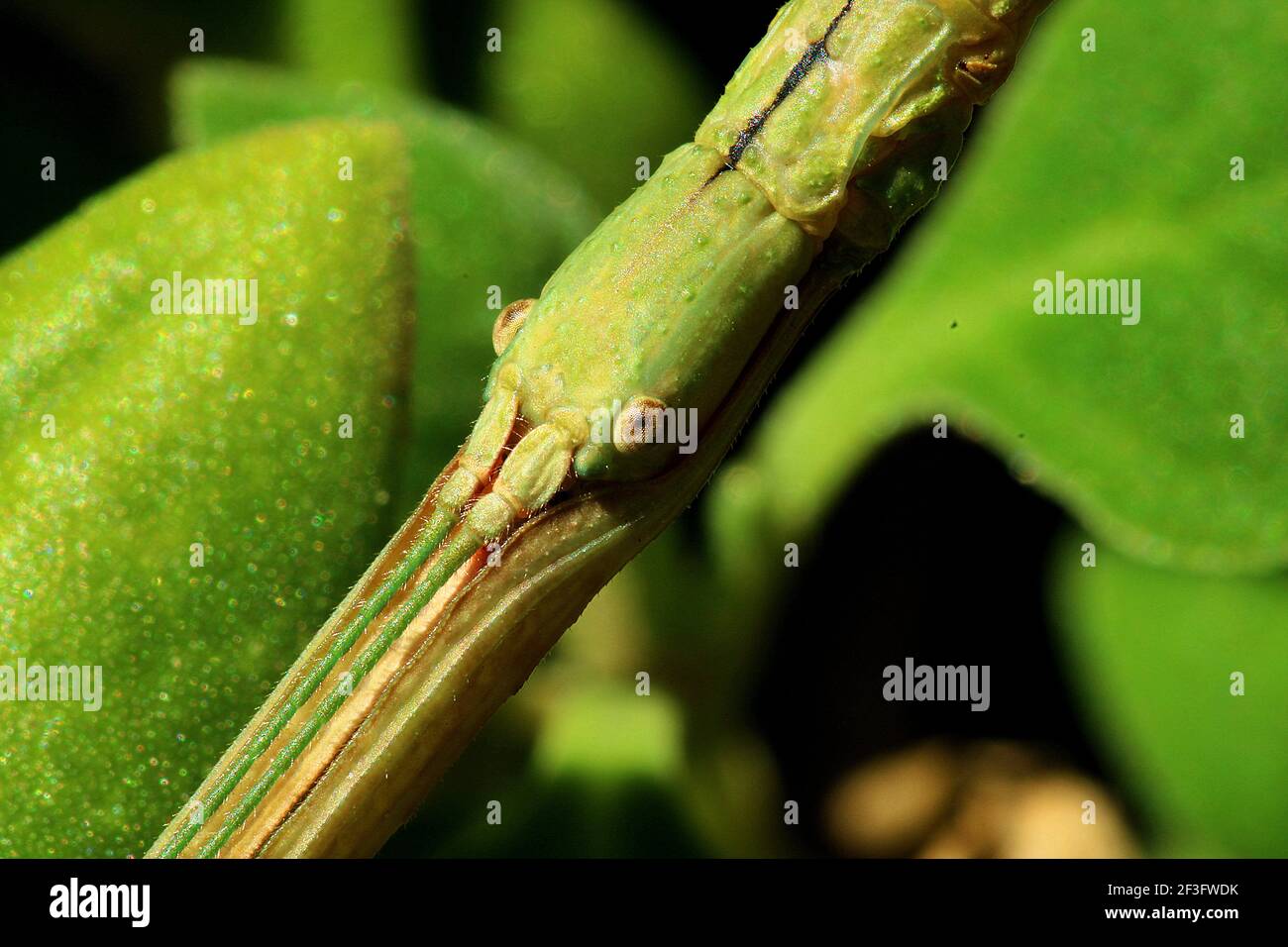 Smooth green stick insect (Clitarchus hookeri) on NZ spinach plant