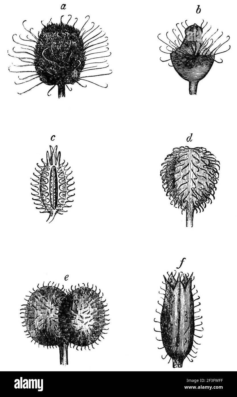 Seeds and fruit Black and White Stock Photos & Images - Alamy