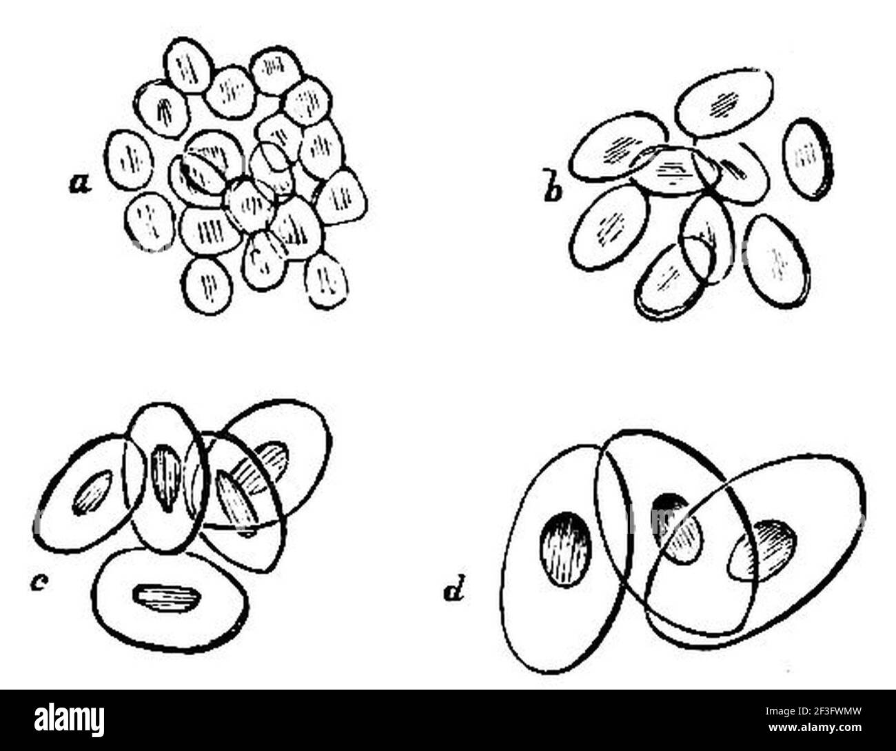 Relative sizes of blood corpuscles Stock Photo - Alamy