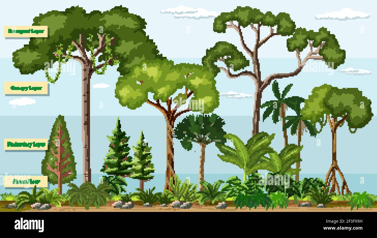 Layers of a Rainforest with name illustration Stock Vector Image & Art